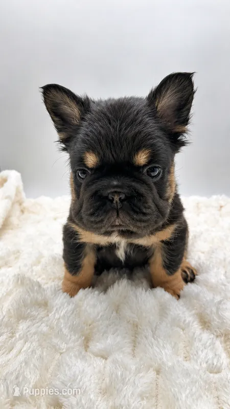 T Bone – French Bulldog puppy for sale in Germantown, MD