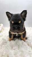 T Bone, a male French Bulldog for sale in Germantown, MD – 2 of 10