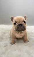Pork Chop, a male French Bulldog for sale in Germantown, MD – 8 of 10