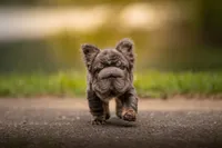 Short Rib, a male French Bulldog for sale in Germantown, MD – 6 of 9