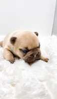 Pork Chop, a male French Bulldog for sale in Germantown, MD – 2 of 3