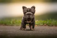 Short Rib, a male French Bulldog for sale in Germantown, MD – 4 of 9