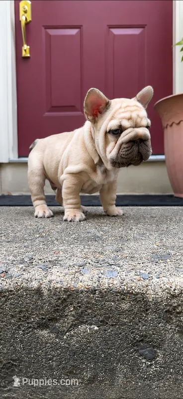 Pork Chop – French Bulldog puppy for sale in Germantown, MD