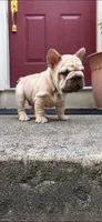 Pork Chop, a male French Bulldog for sale in Germantown, MD – 1 of 10