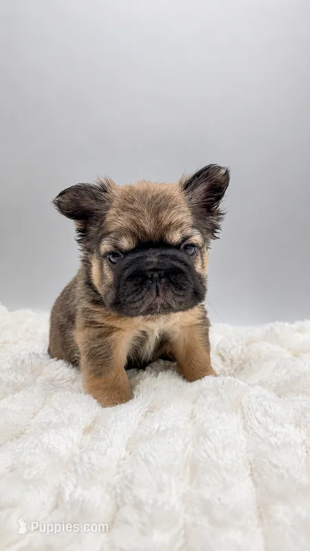 Tomahawk  – French Bulldog puppy for sale in Germantown, MD