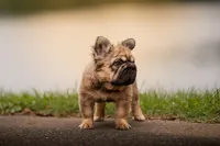 Tomahawk , a male French Bulldog for sale in Germantown, MD – 2 of 10