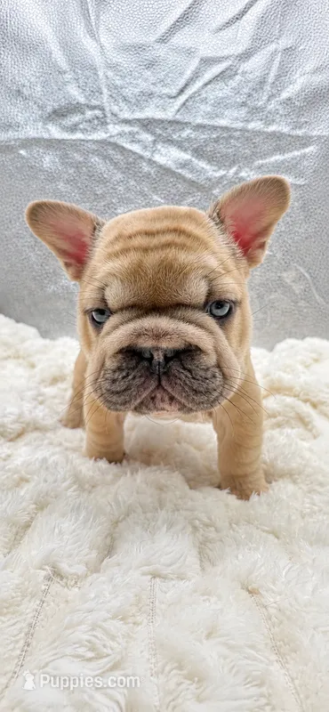 Pork Chop – French Bulldog puppy for sale in Germantown, MD