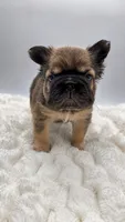 Tomahawk , a male French Bulldog for sale in Germantown, MD – 5 of 10