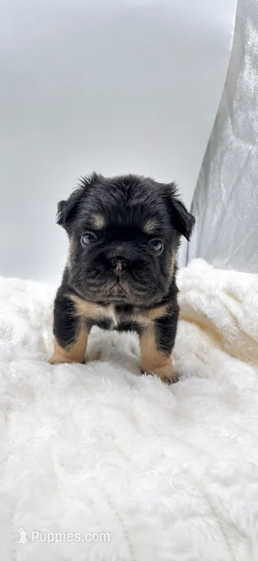 T Bone – French Bulldog puppy for sale in Germantown, MD