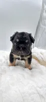 T Bone, a male French Bulldog for sale in Germantown, MD – 6 of 10