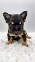 T Bone, a male French Bulldog for sale in Germantown, MD – 4 of 10