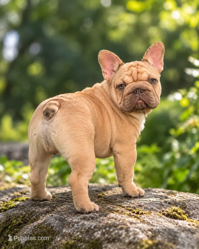 Pork Chop – French Bulldog puppy for sale in Germantown, MD