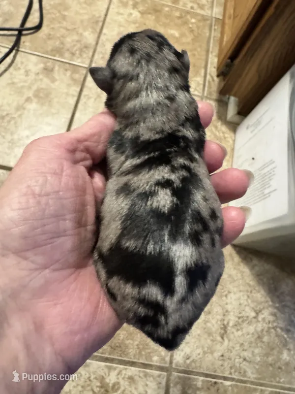 Beautiful Blue Merle AKC, a male Miniature Schnauzer for sale in Adrian, MI – Photo 1 of 1