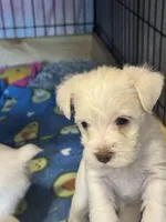 AKC White Chocolate , a female Miniature Schnauzer for sale in Adrian, MI – Photo 3 of 3