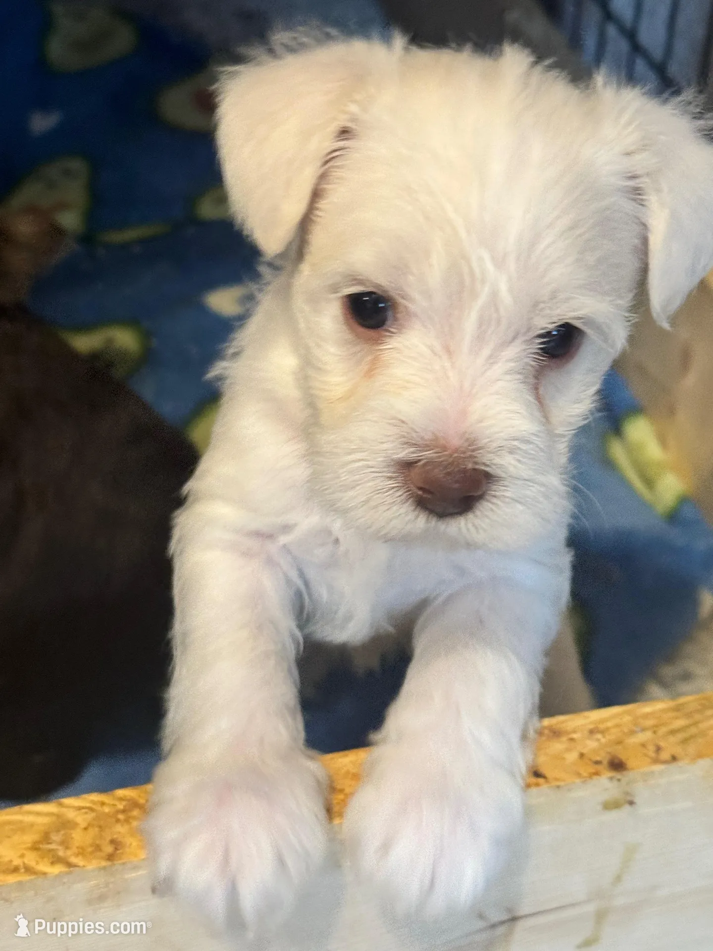 AKC White Chocolate , a female Miniature Schnauzer for sale in Adrian, MI – Photo 1 of 3