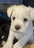 AKC White Chocolate , a female Miniature Schnauzer for sale in Adrian, MI – Photo 2 of 3