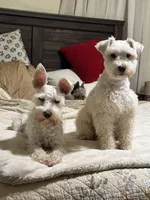 AKC Cream , a female Miniature Schnauzer for sale in Adrian, MI – Photo 4 of 4