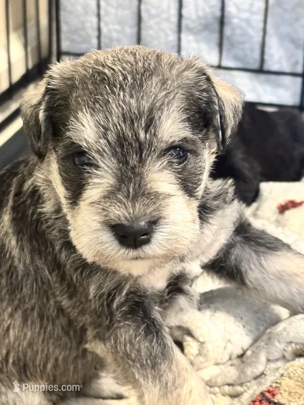 AKC Salt & Pepper – Miniature Schnauzer puppy for sale in Adrian, MI