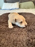 AKC Beautiful Tan, a female Miniature Schnauzer for sale in Adrian, MI – 2 of 4