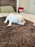 AKC Beautiful Cream , a female Miniature Schnauzer for sale in Adrian, MI – 3 of 3