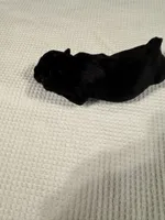 Beautiful Black AKC , a female Miniature Schnauzer for sale in Adrian, MI – 3 of 3