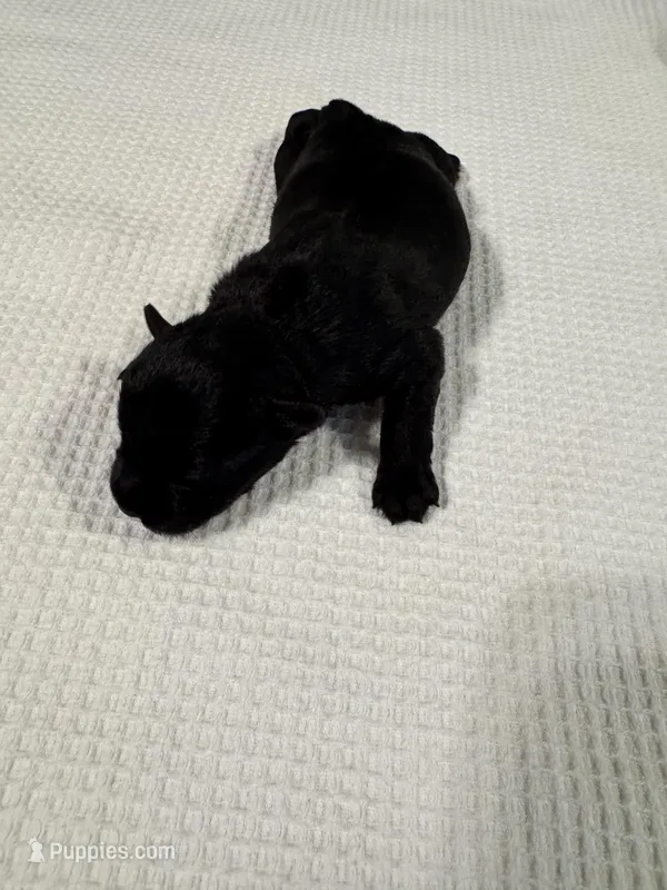 Beautiful Black AKC , a female Miniature Schnauzer for sale in Adrian, MI – 1 of 3