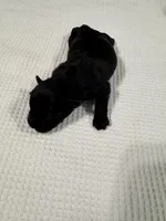Beautiful Black AKC , a female Miniature Schnauzer for sale in Adrian, MI – 1 of 3