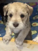 AKC Cream , a female Miniature Schnauzer for sale in Adrian, MI – Photo 2 of 2