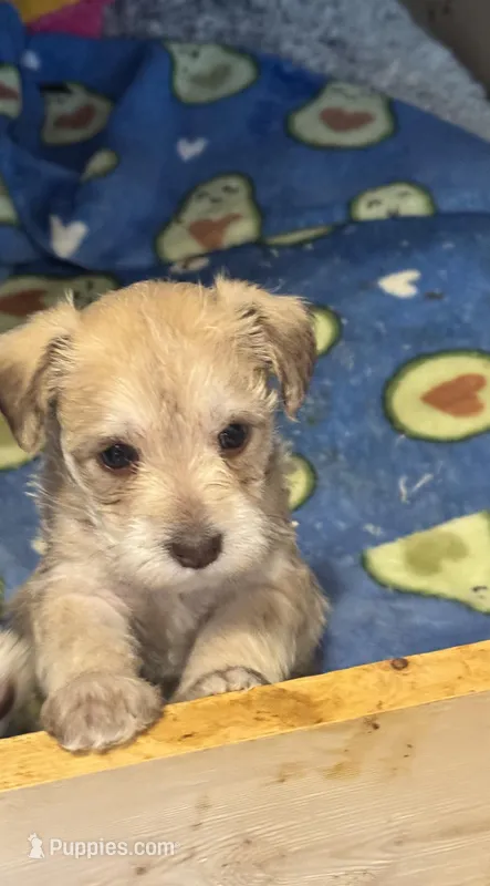 AKC Cream  – Miniature Schnauzer puppy for sale in Adrian, MI