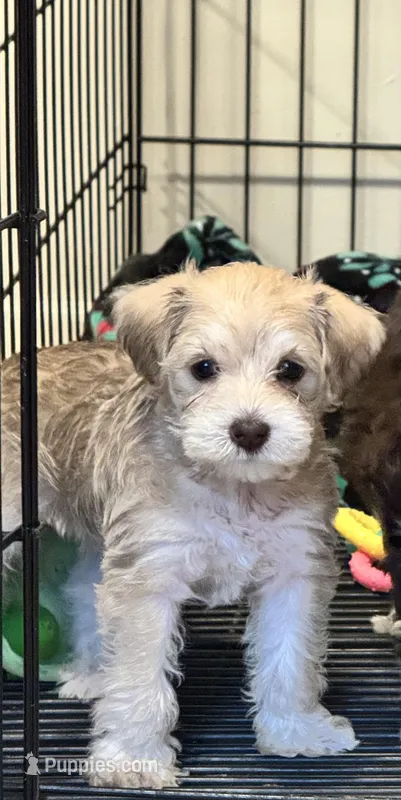AKC Cream  – Miniature Schnauzer puppy for sale in Adrian, MI