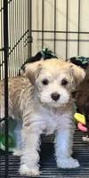 AKC Brindle , a female Miniature Schnauzer for sale in Adrian, MI – Photo 1 of 3