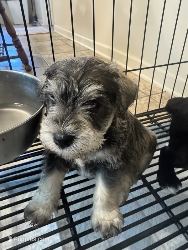 AKC Salt & Pepper 1 – Miniature Schnauzer puppy for sale in Adrian, MI