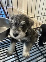 AKC Salt & Pepper 1, a male Miniature Schnauzer for sale in Adrian, MI – 1 of 4