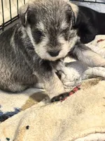 AKC Salt & Pepper 1, a male Miniature Schnauzer for sale in Adrian, MI – 3 of 4