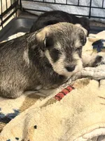 AKC Salt & Pepper 1, a male Miniature Schnauzer for sale in Adrian, MI – 4 of 4