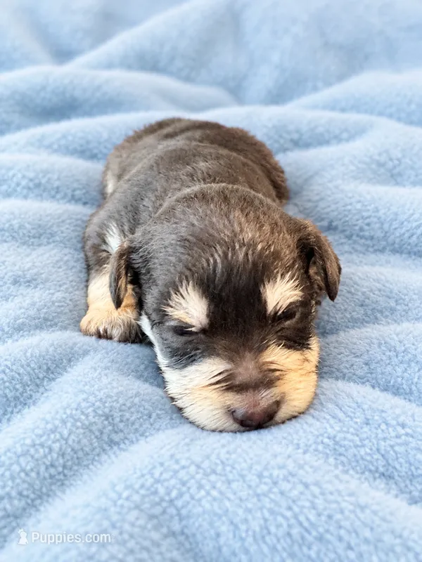 Beautiful AKC   Liver/ Tan  – Miniature Schnauzer puppy for sale in Adrian, MI