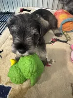 AKC Salt & Pepper, a male Miniature Schnauzer for sale in Adrian, MI – 2 of 3