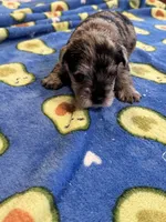 Beautiful Blue Merle AKC, a male Miniature Schnauzer for sale in Adrian, MI – 2 of 4