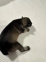 AKC Salt & Pepper, a male Miniature Schnauzer for sale in Adrian, MI – 2 of 3