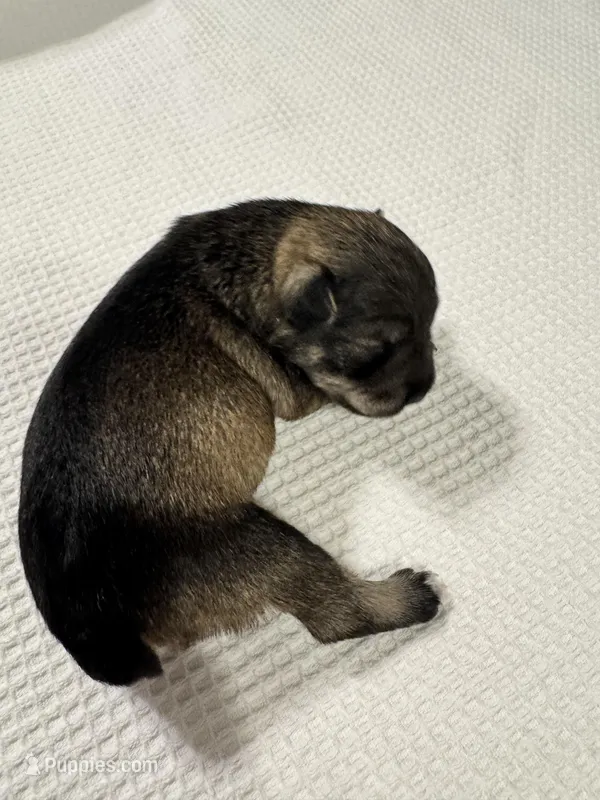AKC Salt & Pepper – Miniature Schnauzer puppy for sale in Adrian, MI