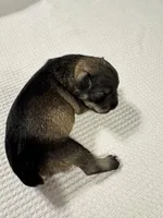 AKC Salt & Pepper, a male Miniature Schnauzer for sale in Adrian, MI – 1 of 3