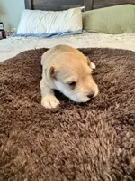 AKC Beautiful Tan, a female Miniature Schnauzer for sale in Adrian, MI – 4 of 4