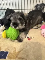 AKC Salt & Pepper, a male Miniature Schnauzer for sale in Adrian, MI – 3 of 3