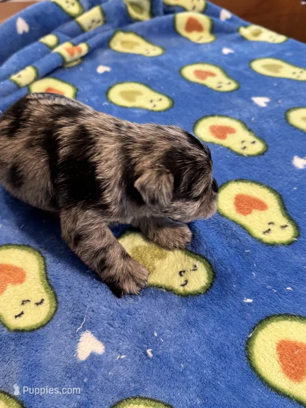 Beautiful Blue Merle AKC – Miniature Schnauzer puppy for sale in Adrian, MI