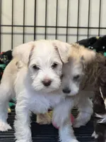 AKC Wheaten , a male Miniature Schnauzer for sale in Adrian, MI – Photo 3 of 3