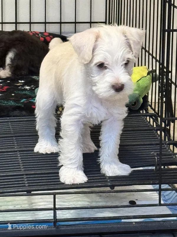 AKC Wheaten  – Miniature Schnauzer puppy for sale in Adrian, MI