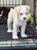 AKC Wheaten , a male Miniature Schnauzer for sale in Adrian, MI – Photo 1 of 3