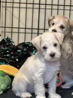 AKC Wheaten , a male Miniature Schnauzer for sale in Adrian, MI – Photo 2 of 3