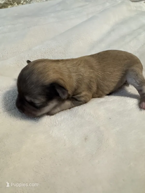 Beautiful AKC   Liver/ Tan  – Miniature Schnauzer puppy for sale in Adrian, MI