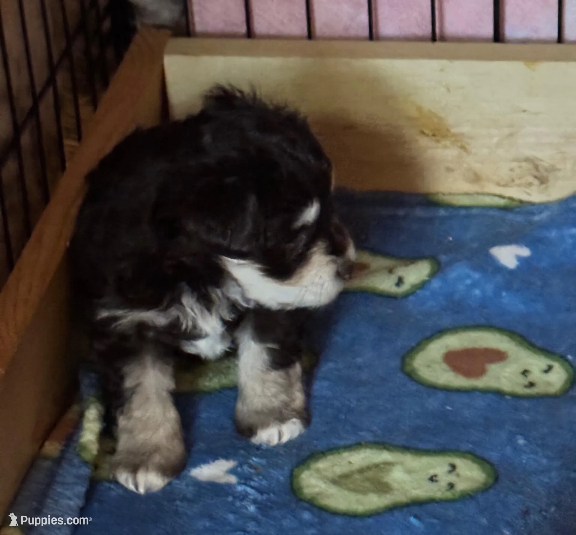 AKC Liver/Tan, a male Miniature Schnauzer for sale in Adrian, MI – Photo 2 of 2
